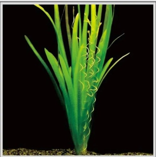 Vallisneria spiralis beautiful - vallisneria,