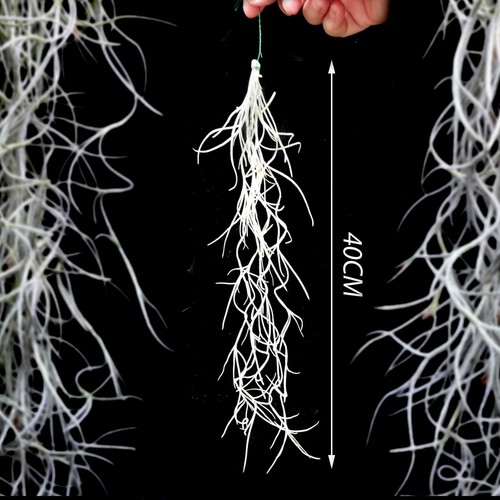 Bushy spanish moss tillandsia - bushy,