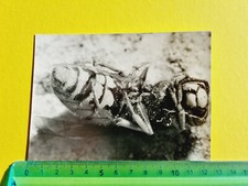 PHOTOGRAPHY BEE VESPA 60s 70s