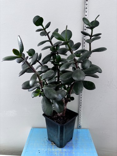 40cm 10cm pot jade - ,,