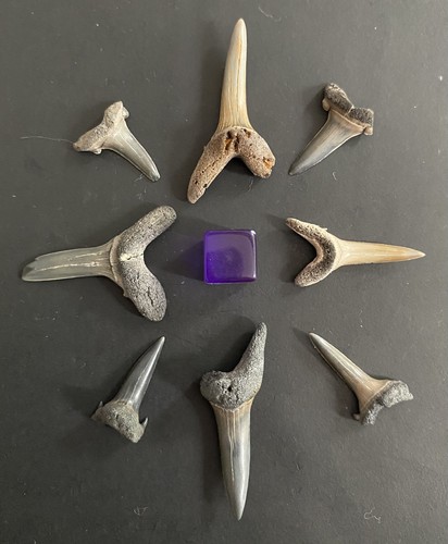 Medium large fossil - 8,