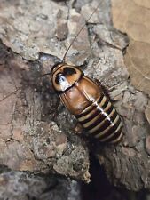 Costa Rican Zebra Roaches 6CT Live Pet Feeders