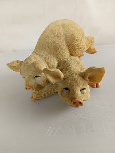 Pair playful pigs by - playful,