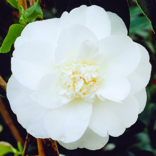 Camellia japonica miss lyla - miss, |