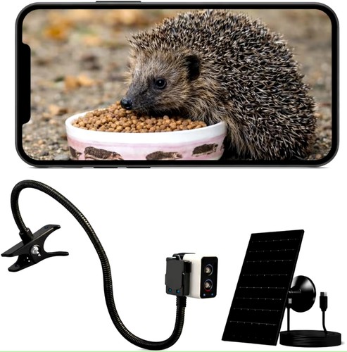Hedgehog house entrance camera - hedgehog,