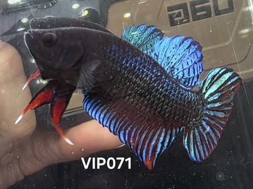 Betta plakat fighter - betta,