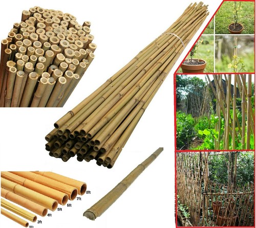 Natural bamboo canes - natural,