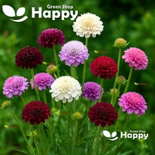 Pincushion Flower Sweet Scabious Double - 200 SEEDS - Scabiosa atropurpurea