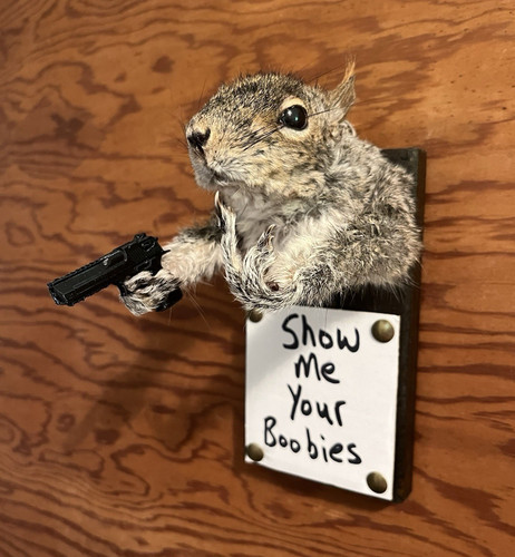 Squirrel taxidermy wall mount - squirrel,