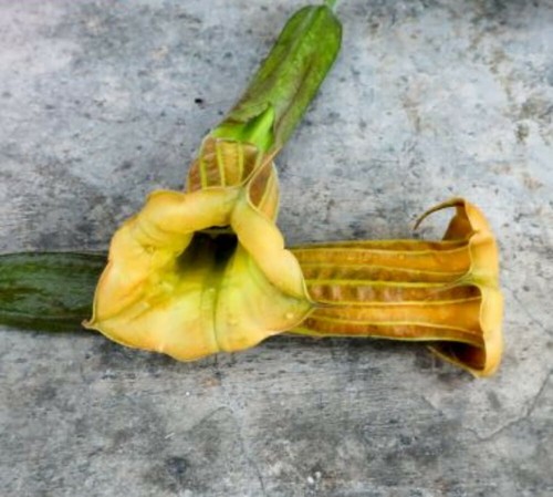 Brugmansia sanguinea luteola - luteola,