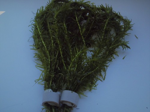 Bunches egeria densa - 2,
