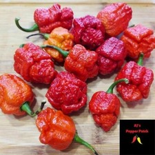 15 TRINIDAD MORUGA SCORPION