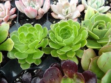 Aeonium Arborescens
