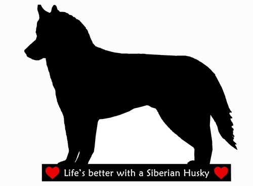 Siberian husky dog - siberian,