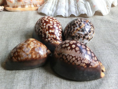 Cowrie shells cypraea - x,