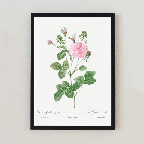 Antique botanical flower - botanical,