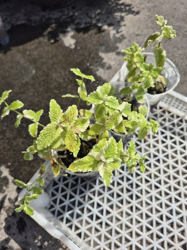 Pineapple mint herb - pineapple,