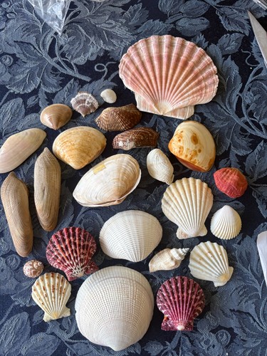 Collection medium sized - of,