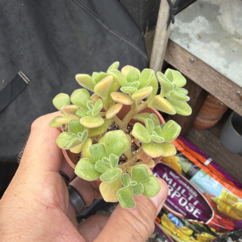 Aeonium lindleyi width - lindleyi, 3