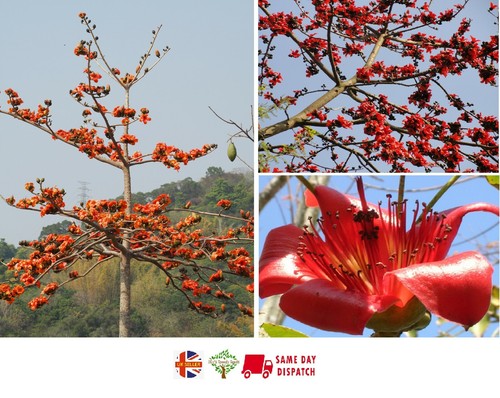 Red cotton tree - tree, ceiba)