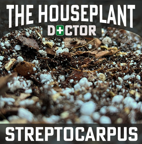 Streptocarpus potting soil mix - potting,