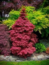 Acer palmatum ‘Skeeter’s