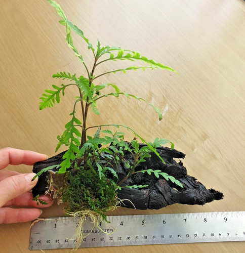 Hygrophila pinnatifida moss - pinnatifida,