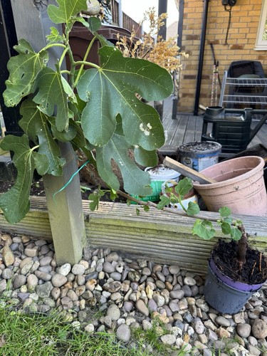 Real live fig - live, tree