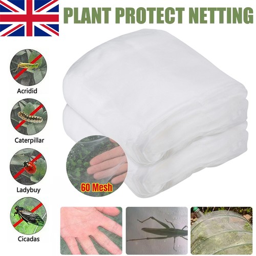 Garden mosquito bug insect - garden,