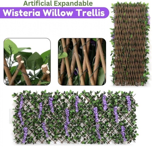Expanding wisteria leaf - expanding,