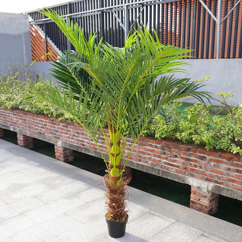 2ft 6ft large - 2ft-6ft, palm