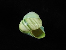 Land Snail Asperitas bimaensis cochlostyloides azura 32.6mm ID#9465