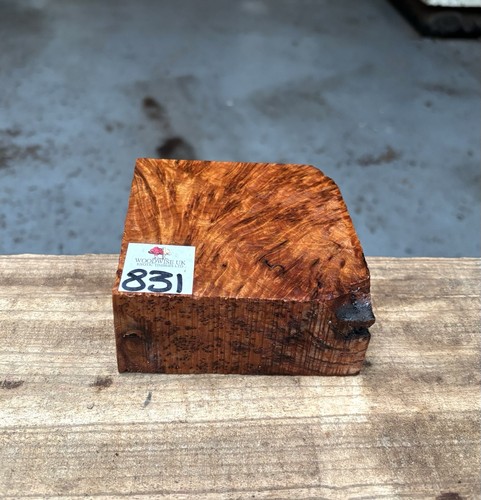 Thuya burr 4 x - 4,