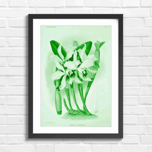White orchid vintage botanical - white,