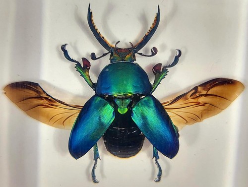 Real lamprima adolphinae - 2.9",