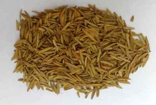 Karva Indrajau bitter oleander whole Holarrhena pubescens .organic free shipping