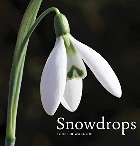 Snowdrops gunter waldorf - snowdrops-gunter,