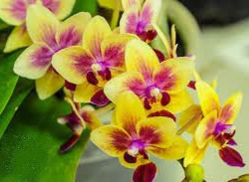 Phalaenopsis sogo gotris - sogo,