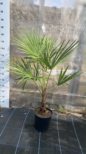 Trachycarpus fortunei palm - fortunei,