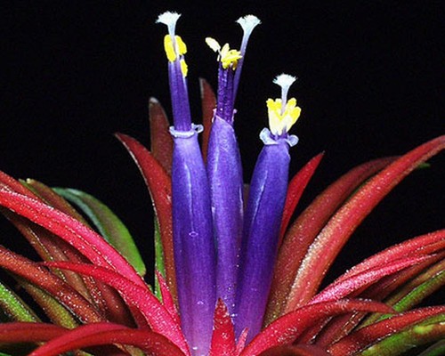 Tillandsia ionantha rubra - x,