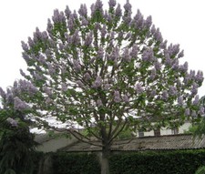 Paulownia Tomentosa (Foxglove