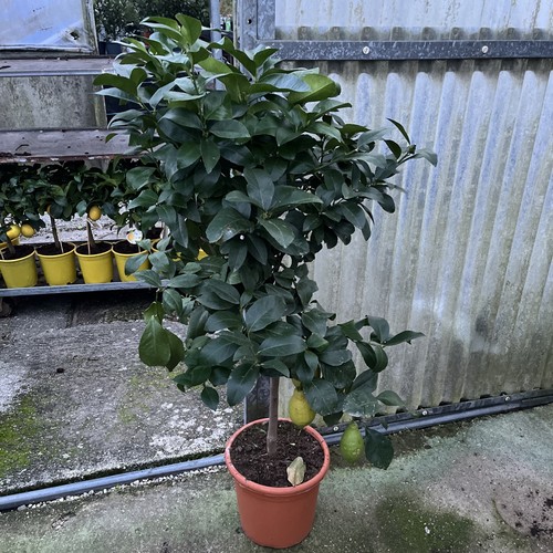 Citrus lemon seasons 120cm - citrus,