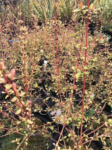 Cornus sanguinea midwinter - sanguinea, 'midwinter