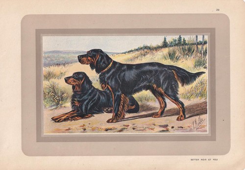 1931 gordon setter dog print - gordon,