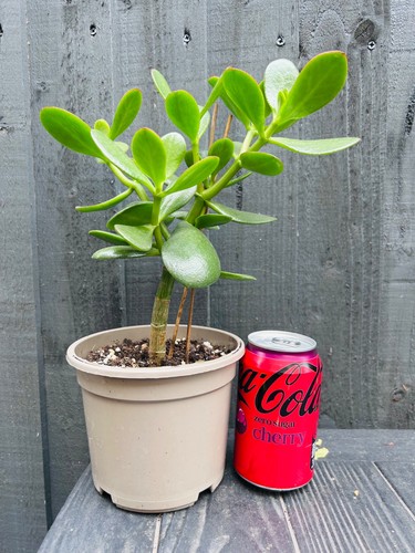 Mature jade plant - –, crassula