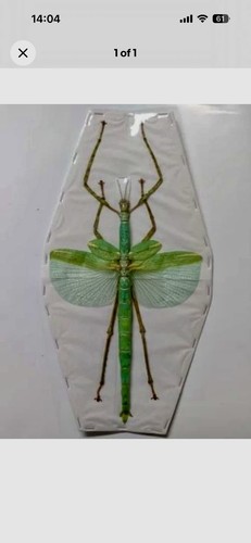 Eurycnema versirubra giant - versirubra,