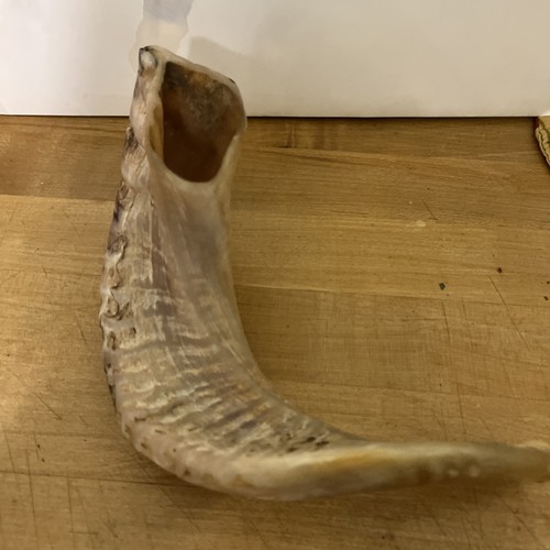 Ram horn personal shofar - horn,