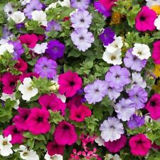  2000 seeds Trailing Petunia Balcony mixed+4" FREE PLANT LABEL