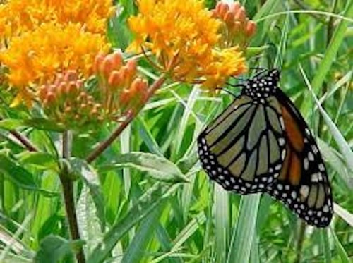 Butterfly weed plant - 3,
