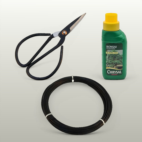 Bonsai tree starter kit - tree,